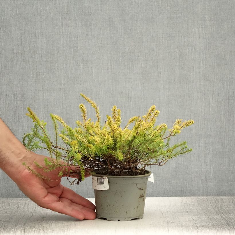 Esemplare di Erica darleyensis Stieneke Vaso da Ø 12 cm / 13 cm consegnato in estate