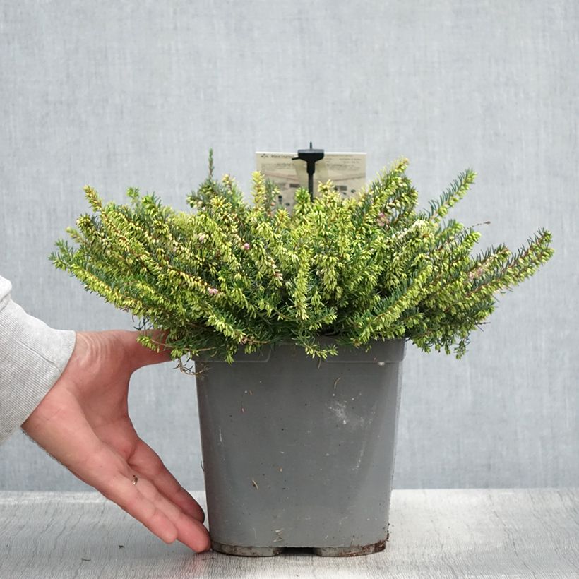 Esemplare di Erica darleyensis Trio Vaso da 3L/4L consegnato in estate