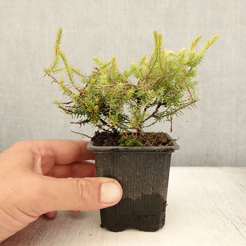 Esemplare di Erica darleyensis Winter Belles Tylou Vasetto da 8/9 cm consegnato in estate