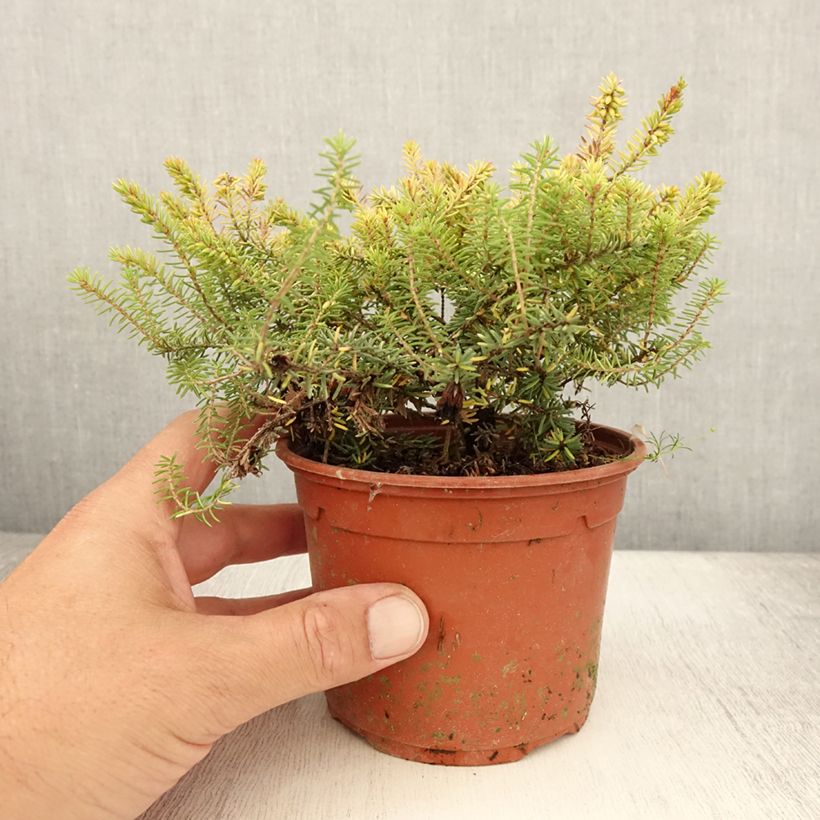 Esemplare di Erica darleyensis Winter Belles Tylou Vaso da 1L/1,5L consegnato in estate