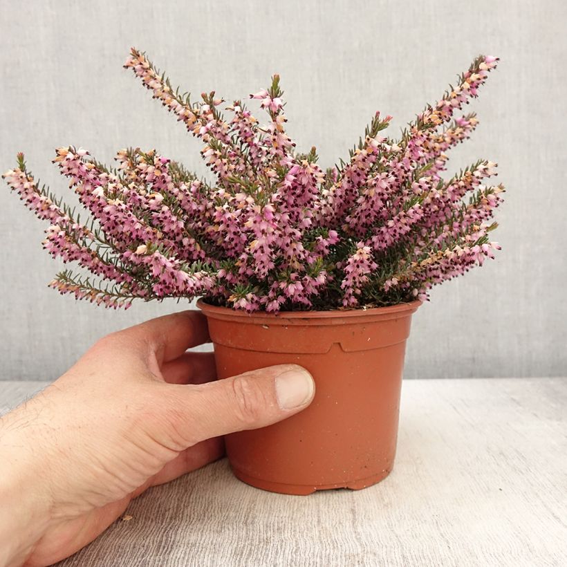 Erica darleyensis Furzey Vaso da 1L/1,5L esemplare consegnato in primavera