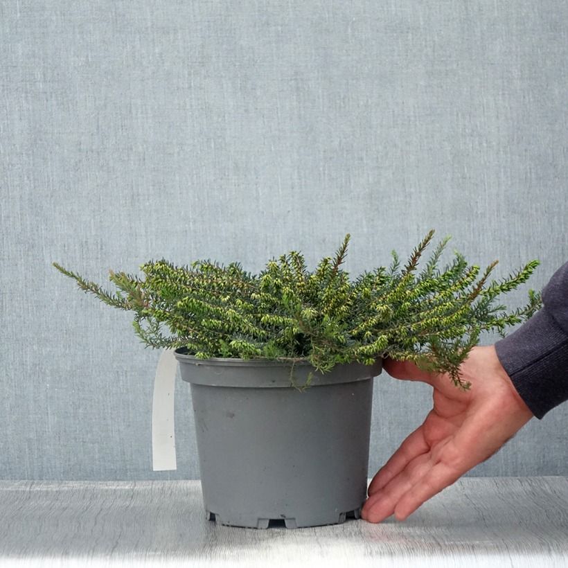 Esemplare di Erica darleyensis Furzey Vaso da 2L/3L consegnato in estate