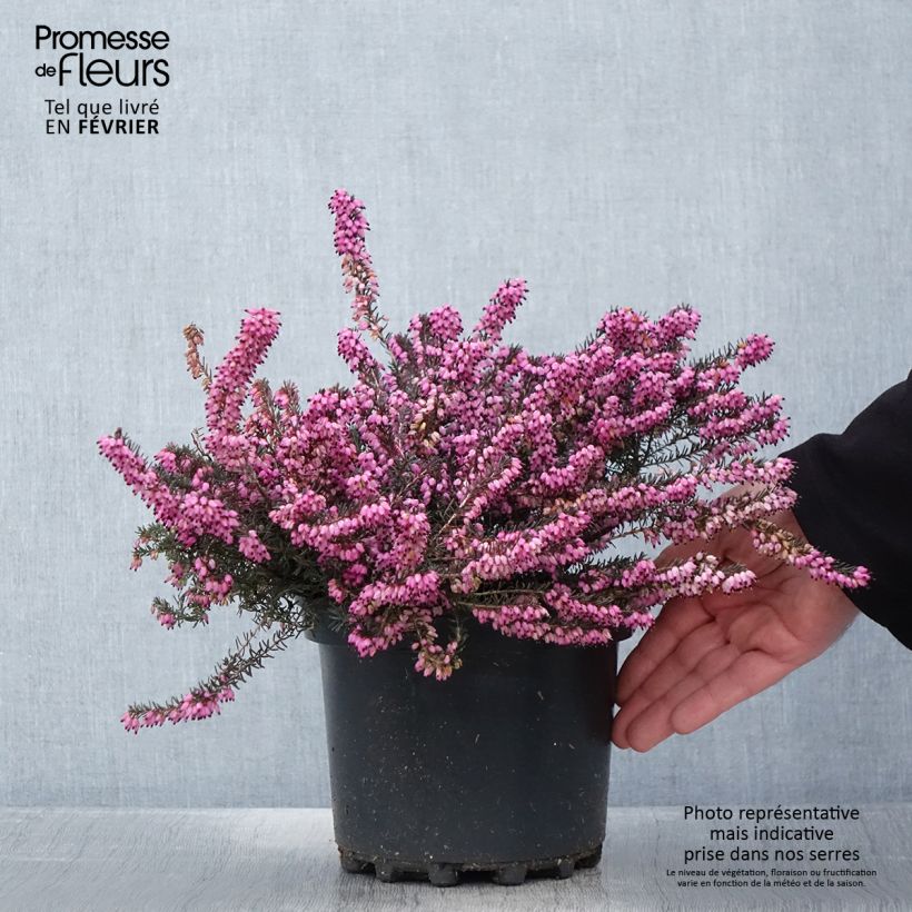 Erica darleyensis Furzey Vaso da 2L/3L esemplare consegnato in primavera
