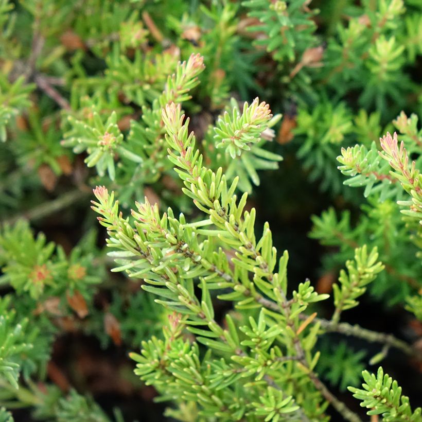 Erica carnea Ruby Glow (Fogliame)