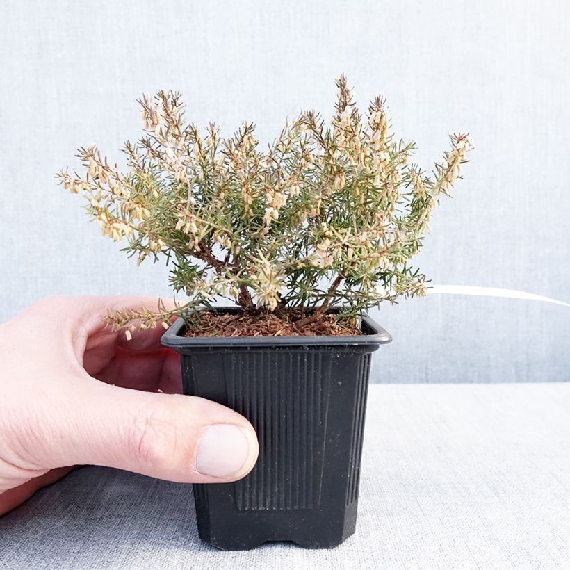 Erica darleyensis Jenny Porter Vasetto da 8/9 cm esemplare consegnato in inverno
