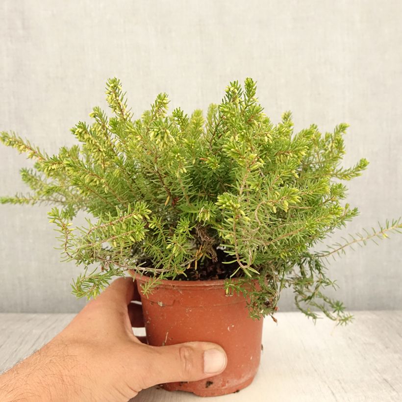Esemplare di Erica darleyensis Jenny Porter Vaso da 1L/1,5L consegnato in estate