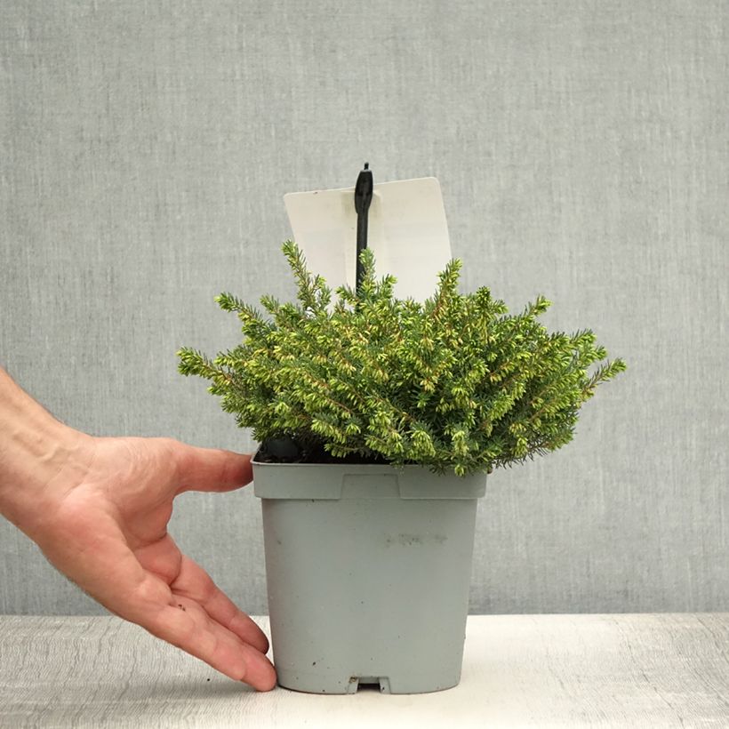 Esemplare di Erica darleyensis Jenny Porter Vaso da 2L/3L consegnato in estate