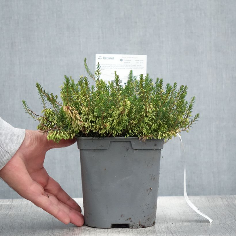 Esemplare di Erica carnea Rosalie Vaso da 2L/3L consegnato in estate