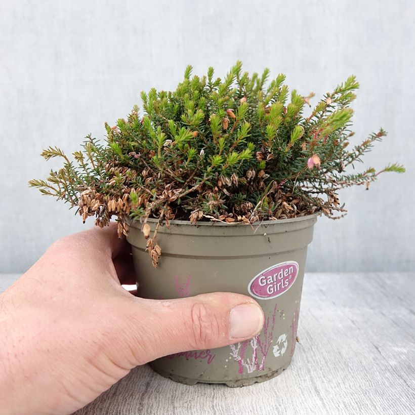 Erica carnea Winterfreude Vaso da 1L/1,5L esemplare consegnato in primavera