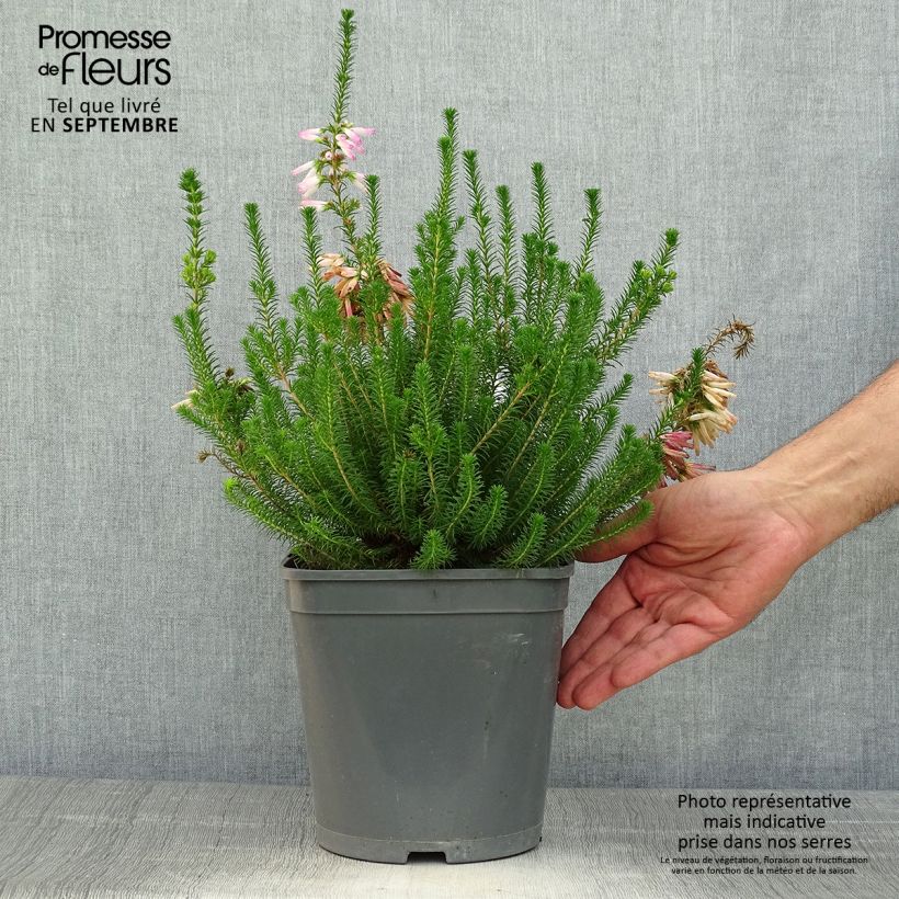 Esemplare di Erica verticillata Vaso da 4L/5L come consegnato in autunno