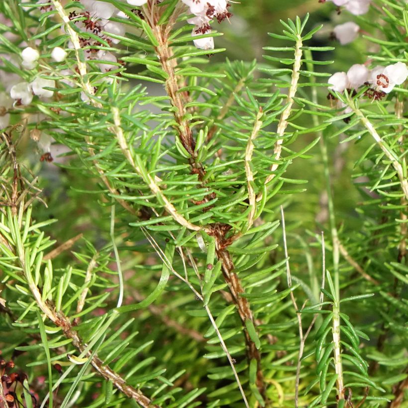 Erica vagans Mrs D.F. Maxwell (Fogliame)