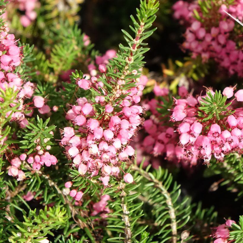 Erica vagans Mrs D.F. Maxwell (Fioritura)
