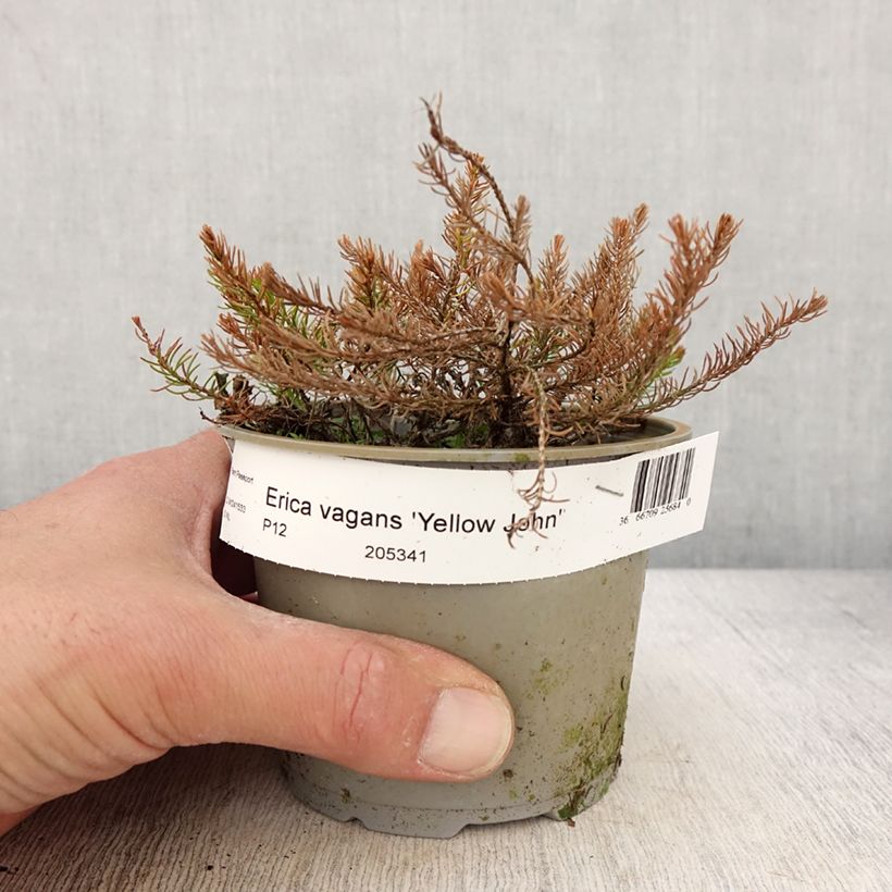 Erica vagans Yellow John Vaso da Ø 12 cm / 13 cm esemplare consegnato in primavera