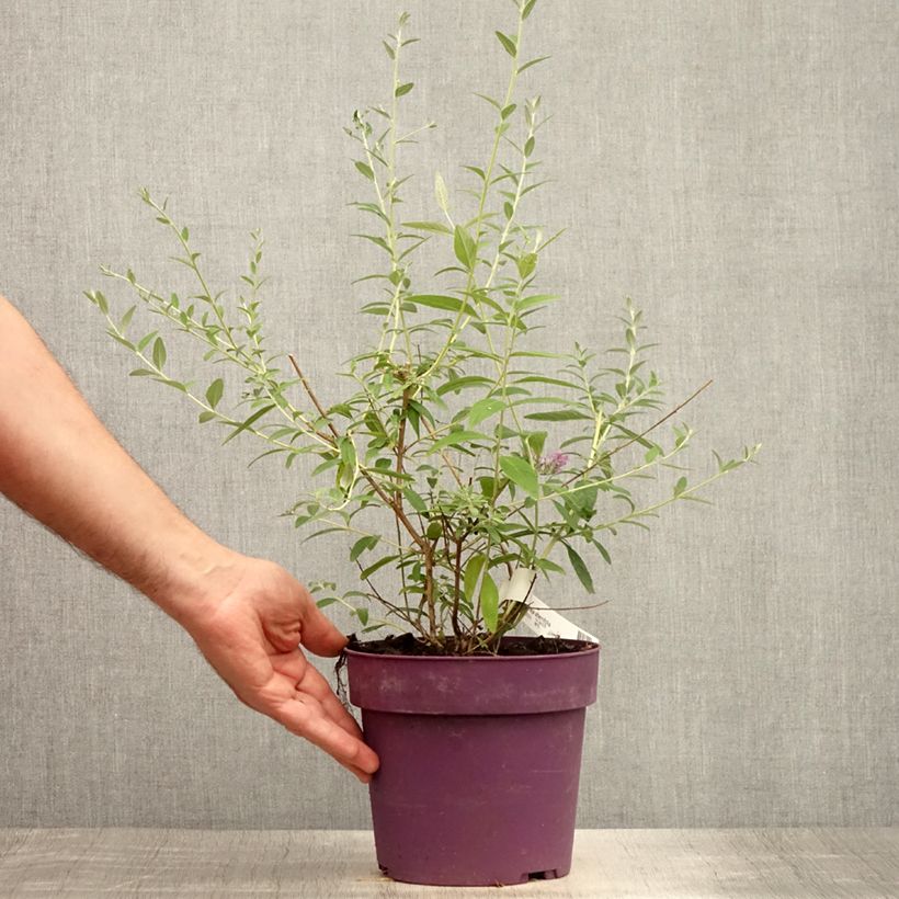 Esemplare di Buddleja alternifolia - Albero delle farfalle Vaso da 3L/4L consegnato in estate