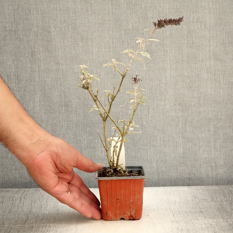 Esemplare di Albero delle farfalle Adonis Blue Vasetto da 8/9 cm consegnato in estate
