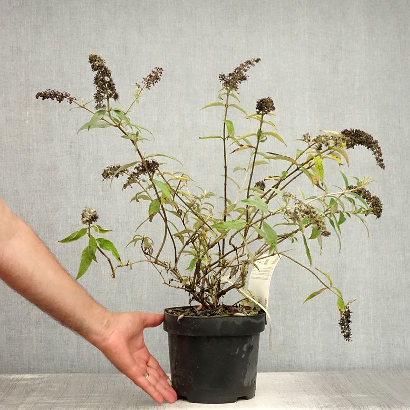 Esemplare di Albero delle farfalle Adonis Blue Vaso da 3L/4L consegnato in estate