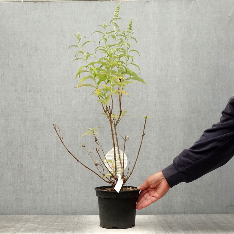 Esemplare di Albero delle farfalle Marbled White Vaso da 2L/3L consegnato in estate