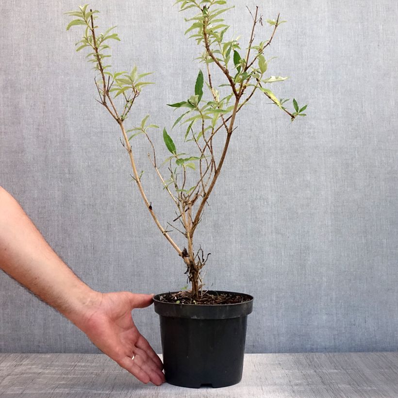 Esemplare di Albero delle farfalle Nanho White Vaso da 2L/3L consegnato in estate