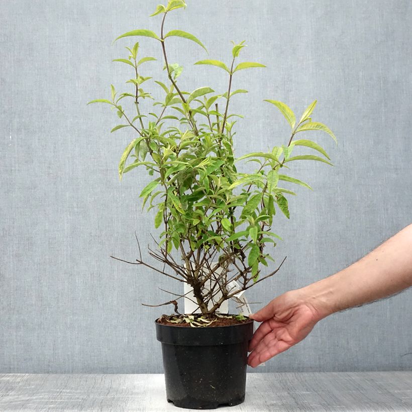 Esemplare di Albero delle farfalle Santana Vaso da 2L/3L consegnato in estate