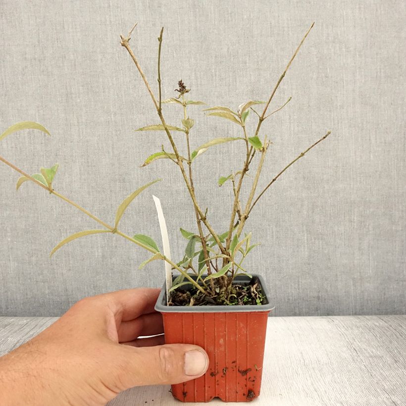 Esemplare di Albero delle farfalle Sophie Vasetto da 8/9 cm consegnato in estate