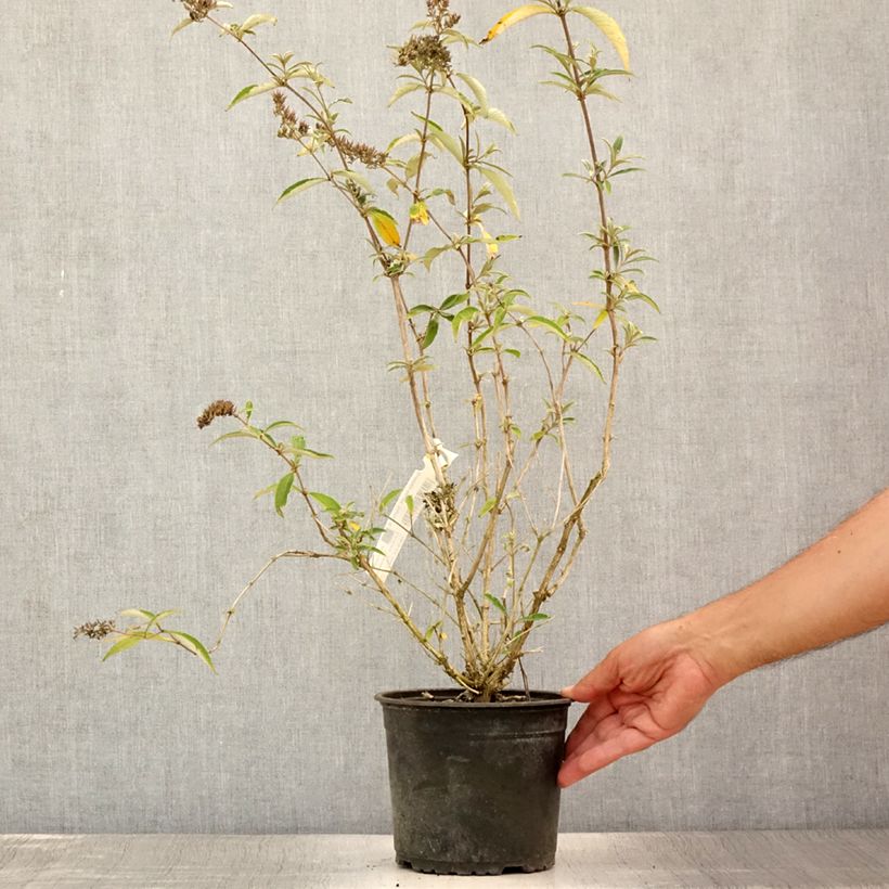 Esemplare di Albero delle farfalle Sophie Vaso da 2L/3L consegnato in estate