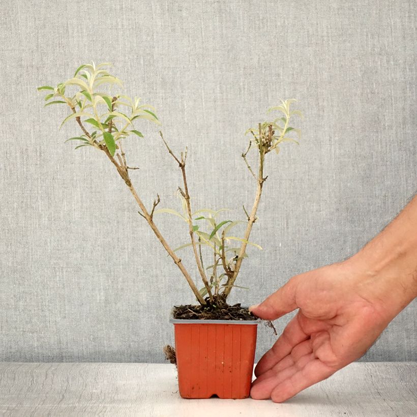 Esemplare di Albero delle farfalle White Profusion Vasetto da 8/9 cm consegnato in estate