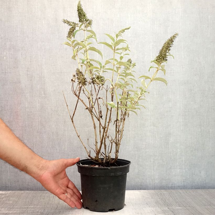 Esemplare di Albero delle farfalle White Profusion Vaso da 3L/4L consegnato in estate