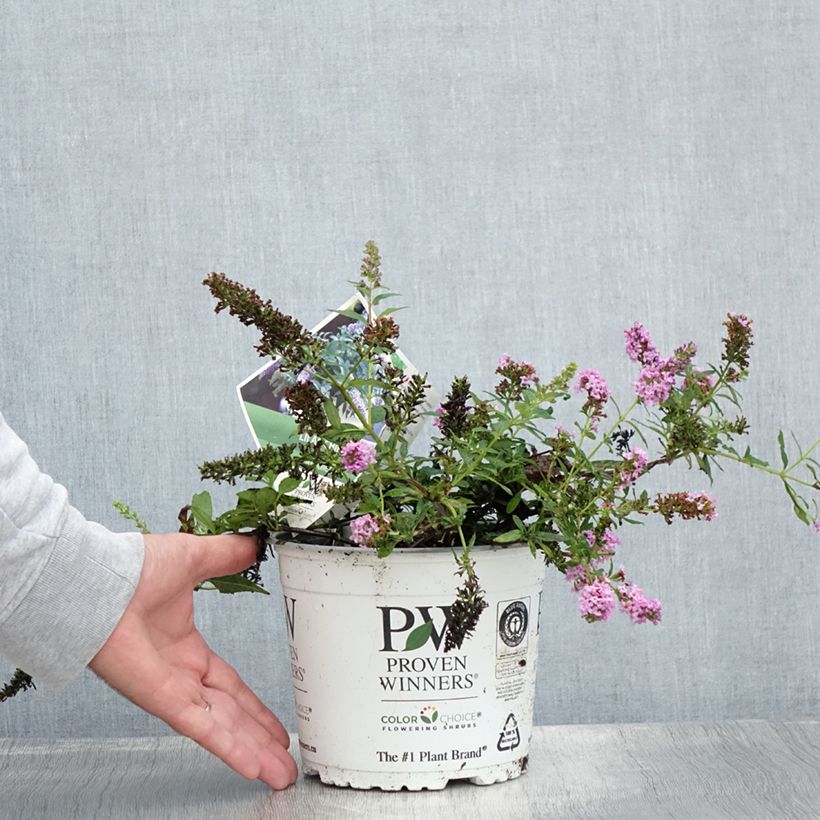 Esemplare di Albero delle farfalle Lilac Chip Vaso da 2L/3L consegnato in estate