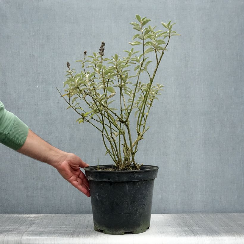Esemplare di Albero delle farfalle Lochinch Vaso da 7,5L/10L consegnato in estate