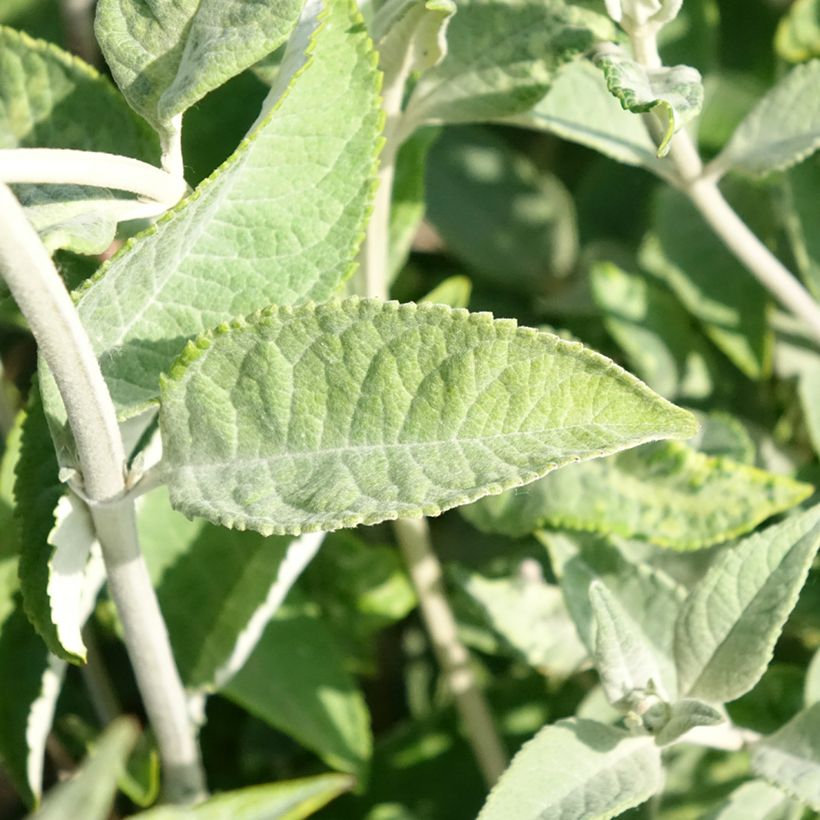 Albero delle farfalle Lochinch (Fogliame)