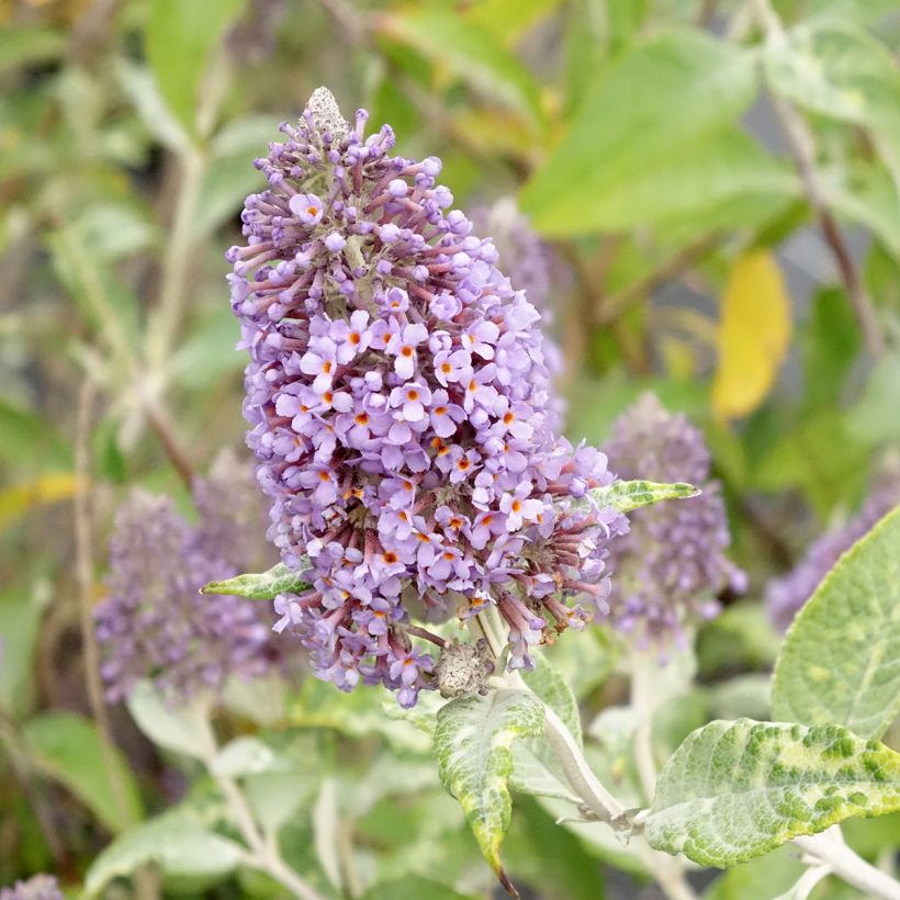 Albero delle farfalle Lochinch (Fioritura)