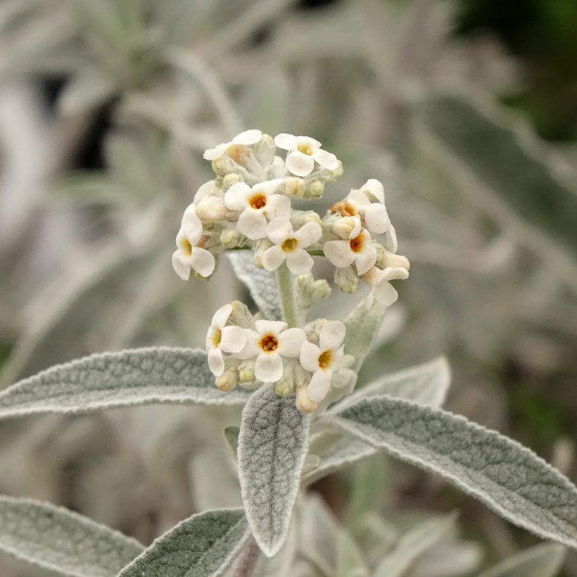 Albero delle farfalle Silver Anniversary (Fioritura)