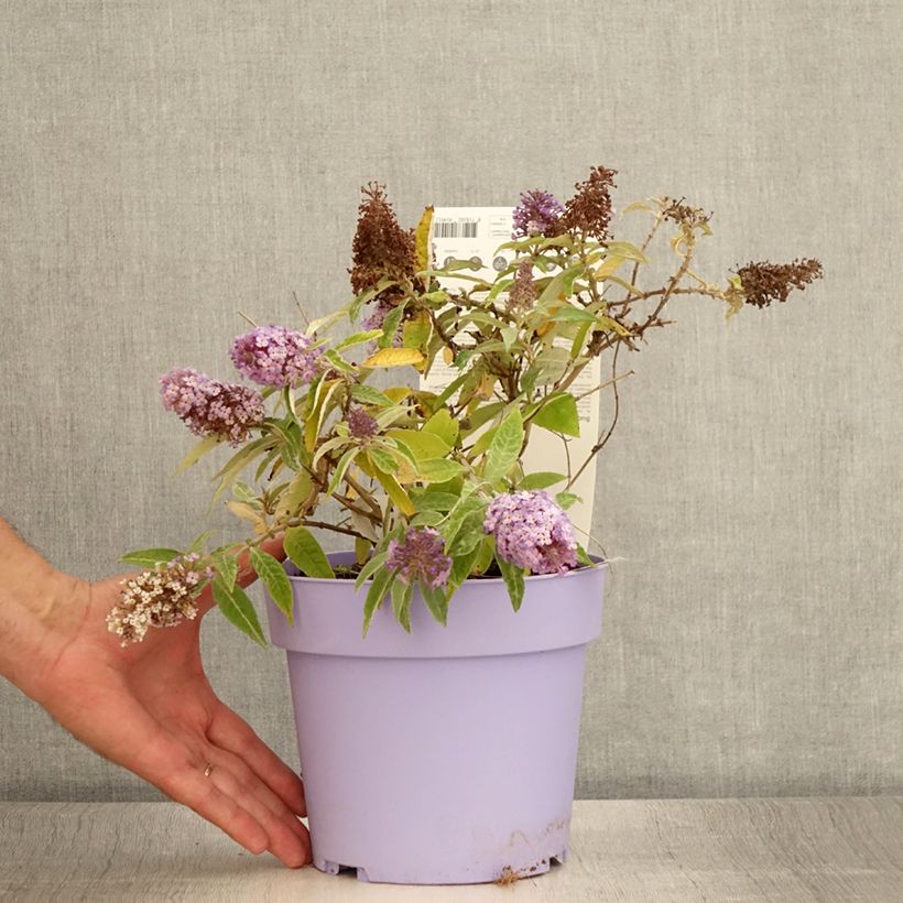 Esemplare di Albero delle farfalle Butterfly Candy Lila Sweetheart Vaso da 3L/4L consegnato in estate