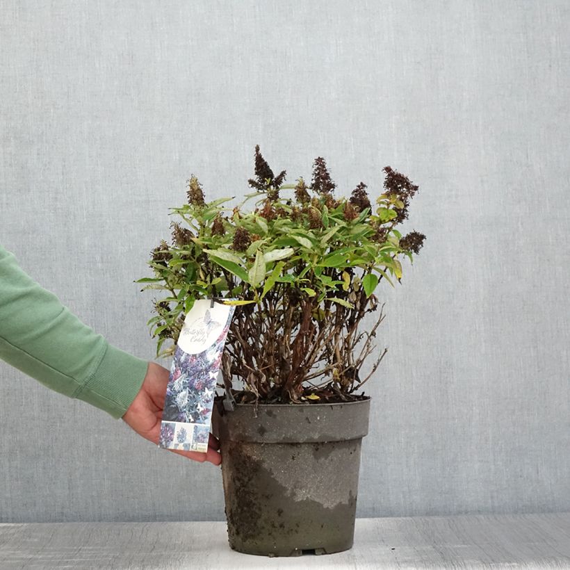 Esemplare di Albero delle farfalle Butterfly Candy Trio Vaso da 6L/7L consegnato in estate