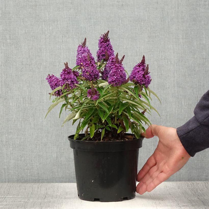 Esemplare di Albero delle farfalle Butterfly Candy Little Purple Vaso da 3L/4L consegnato in estate