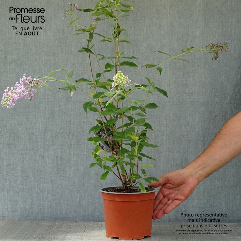 Esemplare di Albero delle farfalle Gulliver Vaso da 3L/4L consegnato in estate