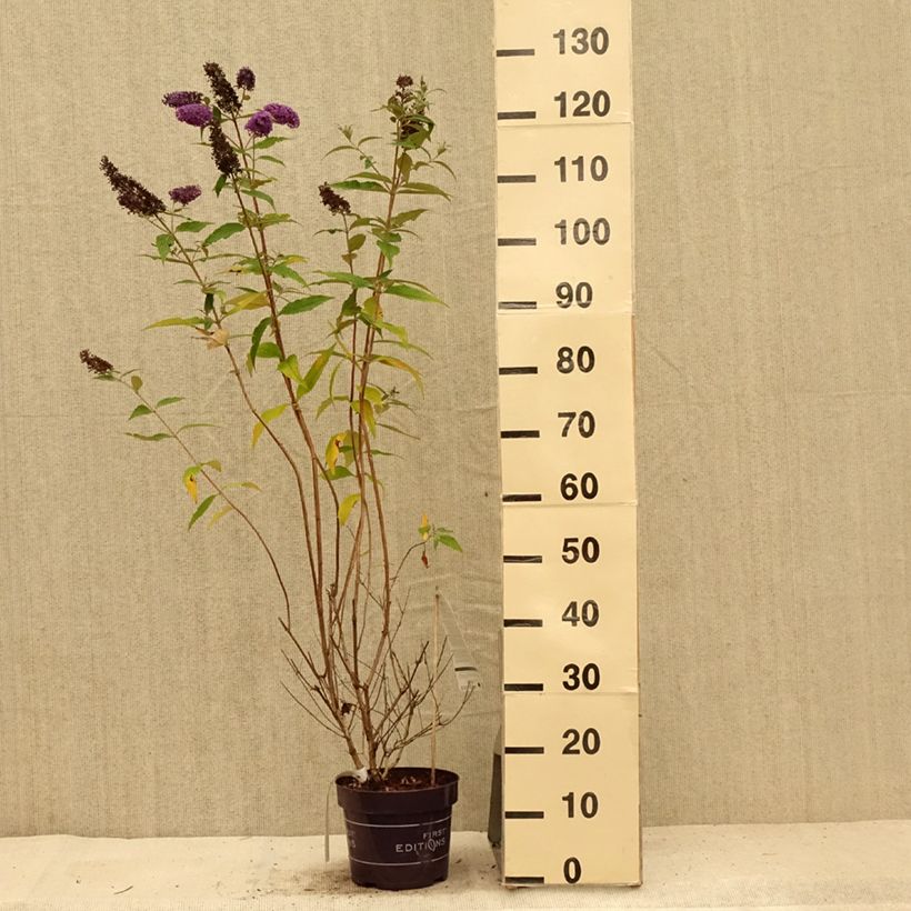 Esemplare di Albero delle farfalle Psychedelic Sky Vaso da 2L/3L consegnato in estate