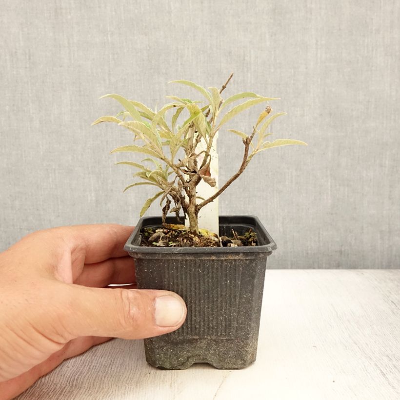 Esemplare di Albero delle farfalle Wisteria Lane Vasetto da 8/9 cm consegnato in estate