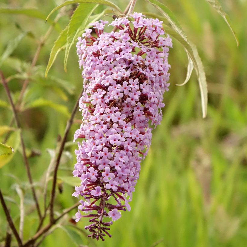 Albero delle farfalle Wisteria Lane (Fioritura)