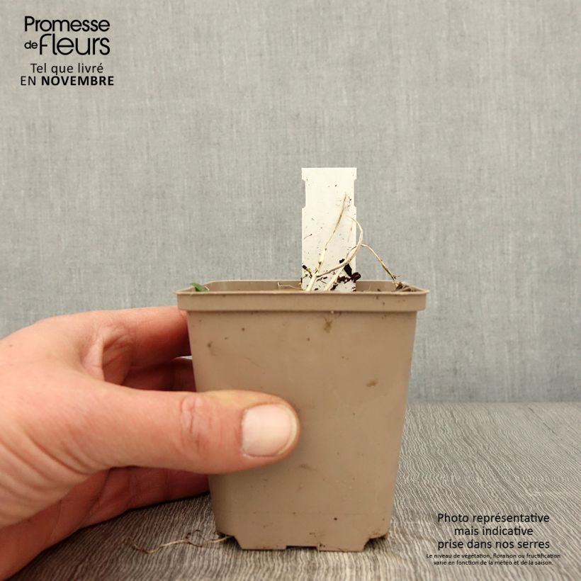 Esemplare di Ajuga incisa Frosted Jade Vasetto da 8/9 cm come consegnato in autunno