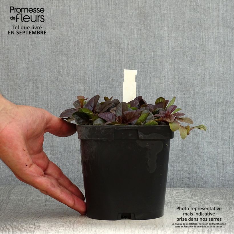 Esemplare di Ajuga reptans Atropurpurea - Bugola Vaso da 2L/3L consegnato in estate