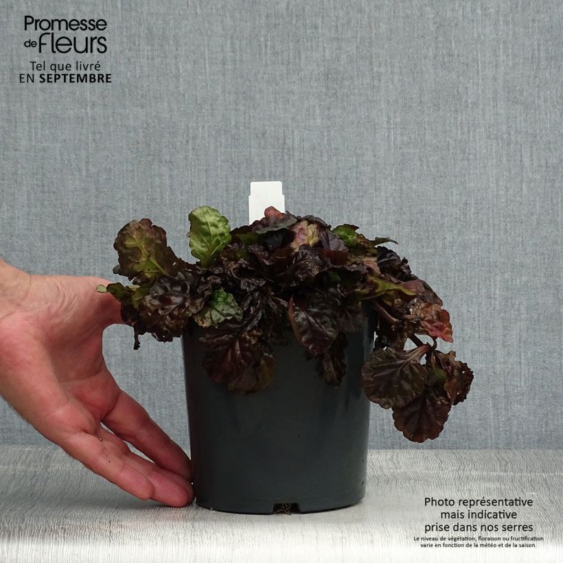 Esemplare di Ajuga reptans Black Scallop - Bugola Vaso da 2L/3L consegnato in estate