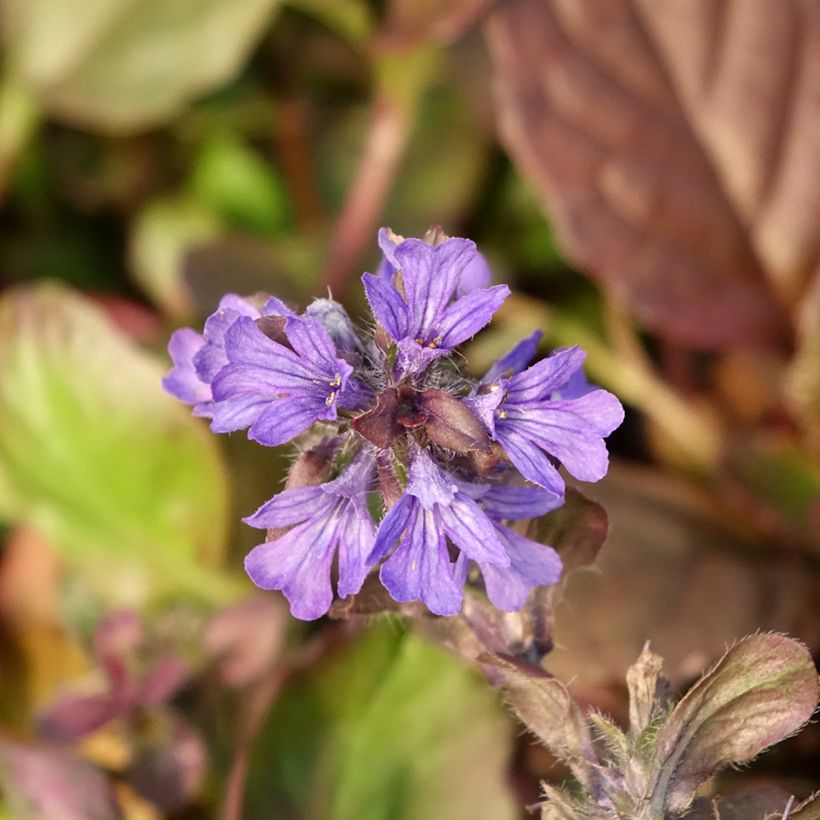 Ajuga reptans Catlin's Giant - Bugola (Fioritura)