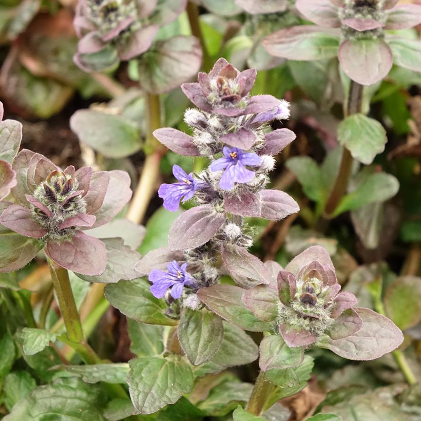Ajuga reptans Catlin's Giant - Bugola (Fioritura)