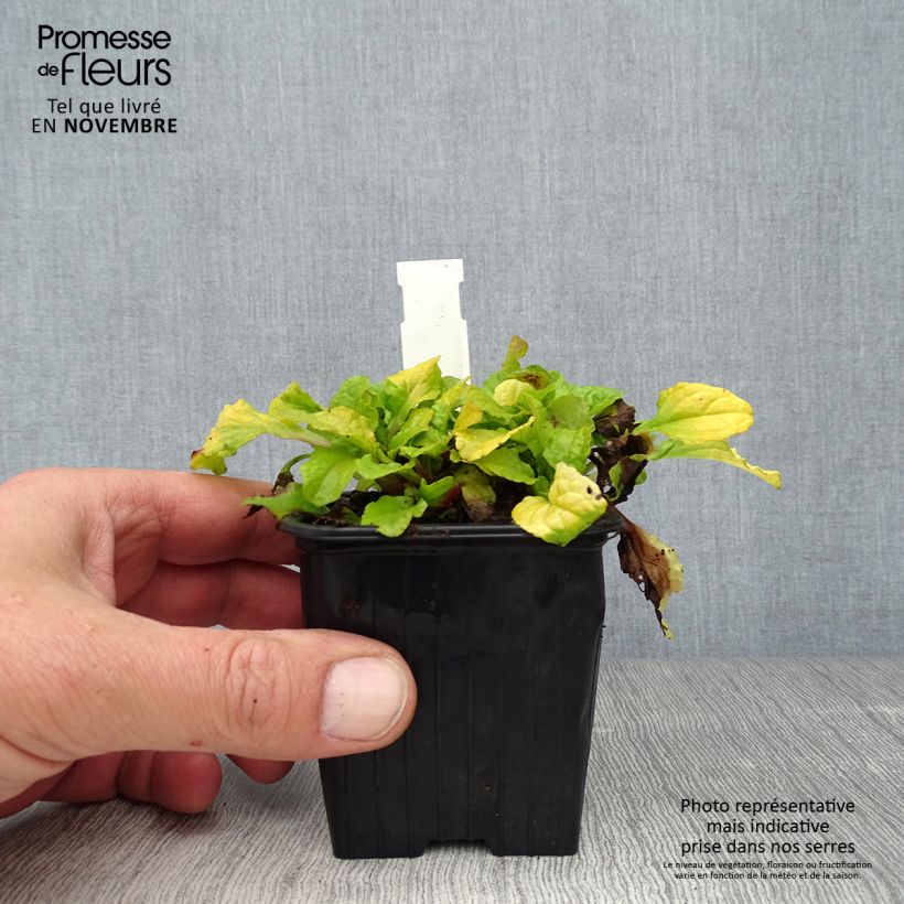 Esemplare di Ajuga reptans Gold Chang - Bugola Vasetto da 8/9 cm come consegnato in autunno