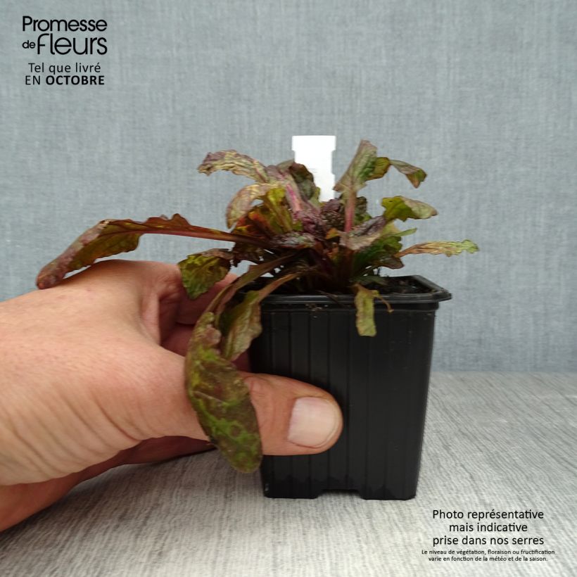 Esemplare di Ajuga reptans Multicolor - Bugola Vasetto da 8/9 cm come consegnato in autunno