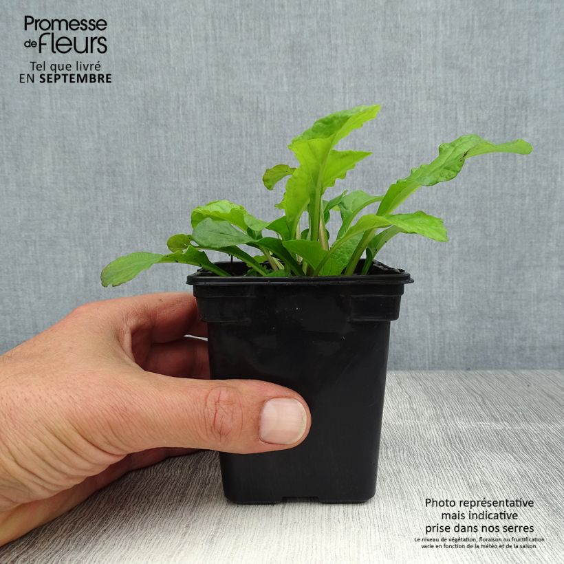 Esemplare di Ajuga reptans Purple Torch - Bugola Vasetto da 7/8 cm consegnato in estate