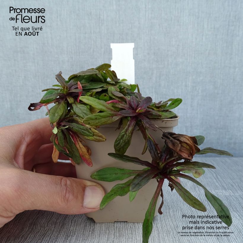 Esemplare di Ajuga Dixie Chip - Bugola Vasetto da 8/9 cm consegnato in estate