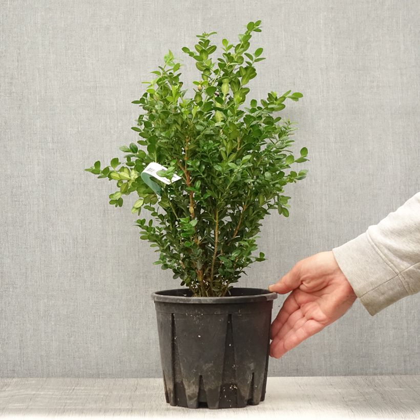 Esemplare di Buxus microphylla Faulkner - Bosso microfillo Vaso da 2L/3L consegnato in estate