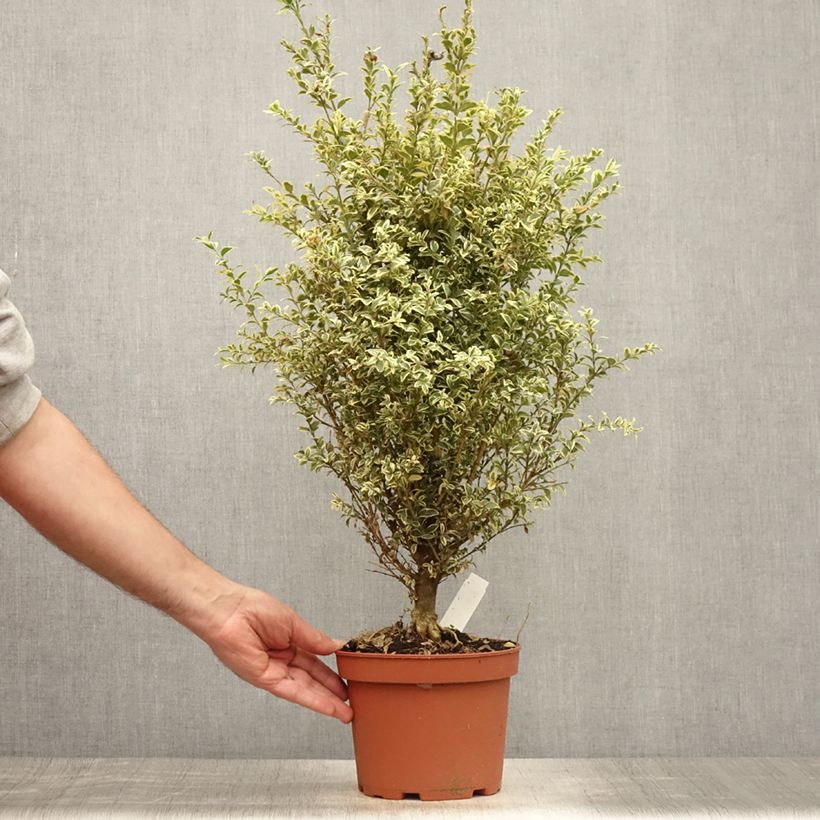 Esemplare di Buxus sempervirens Elegans - Bosso variegato Vaso da 2L/3L consegnato in estate